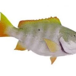 Art Mount This Fish Mount 28 Art Mount This Fish Mount