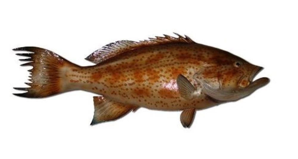 Art Mount This Fish Mount 7 Art Mount This Fish Mount