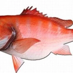 Art Mount This Fish Mount 29 Art Mount This Fish Mount