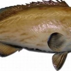 Art Mount This Fish Mount 24 Art Mount This Fish Mount