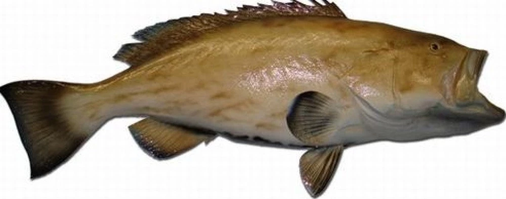 Art Mount This Fish Mount 6 Art Mount This Fish Mount