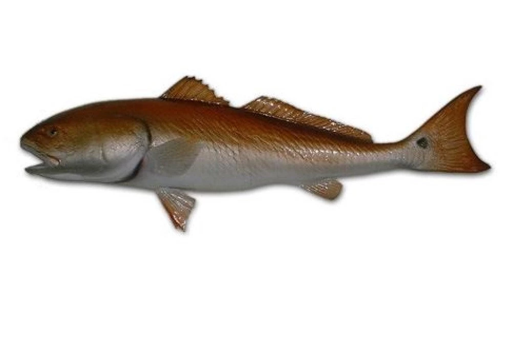 Art Mount This Fish Mount 4 Art Mount This Fish Mount