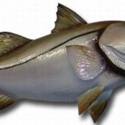 Art Mount This Fish Mount 30 Art Mount This Fish Mount