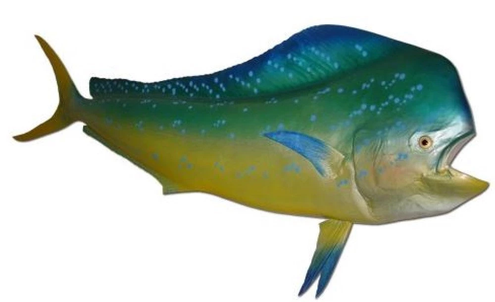 Art Mount This Fish Mount 17 Art Mount This Fish Mount