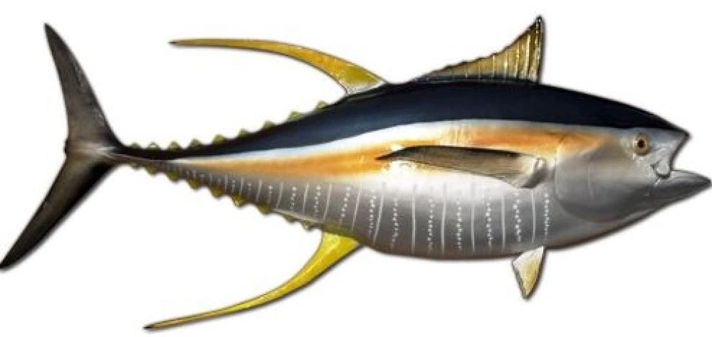 Art Mount This Fish Mount 15 Art Mount This Fish Mount