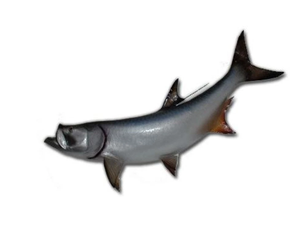 Art Mount This Fish Mount 13 Art Mount This Fish Mount