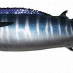 Art Mount This Fish Mount 34 Art Mount This Fish Mount