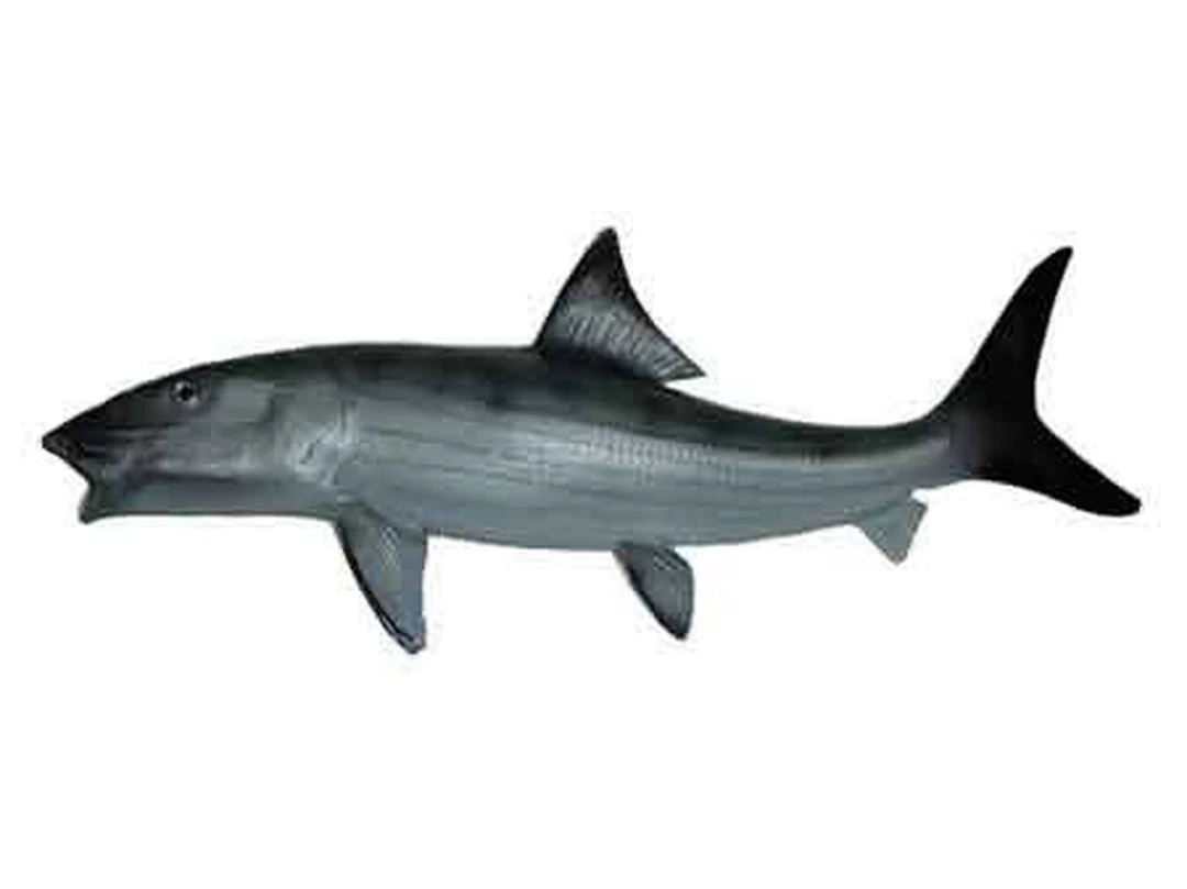 Art Mount This Fish Mount 20 Art Mount This Fish Mount