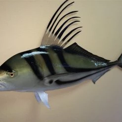 Art Mount This Fish Mount 39 Art Mount This Fish Mount