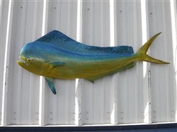 Art Mount This Fish Mount 18 Art Mount This Fish Mount